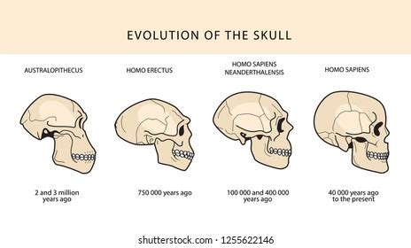 Homo Sapiens And Neanderthals Skulls Clipart