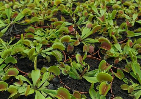 How to Care for Carnivorous Plants? - Carnivorous Plant Club