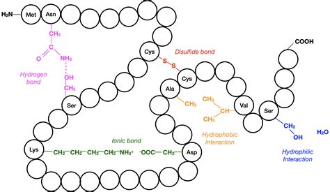 7.3 Protein Structure – College Biology I