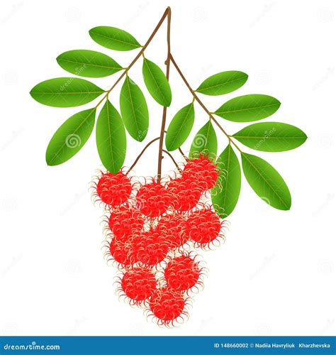 Rambutan On Tree With White Background. Isolated Doodle Hand Drawing ...