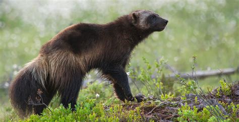 Connecting fragmented wolverine habitat is essential for their ...