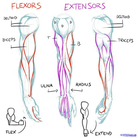 Arm muscles 1 | How to draw muscles, Human anatomy drawing, Arm drawing