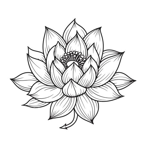 Lotus Flower Drawn By Hand Outline Sketch Drawing Vector, Flower ...