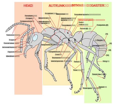 Image: Scheme ant worker anatomy-en