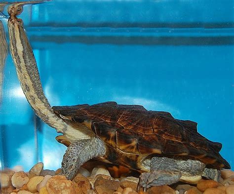 South American Snake Necked Turtles for sale | The Turtle Source