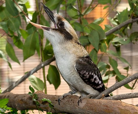 Laughing kookaburra | San Diego Zoo Wildlife Explorers