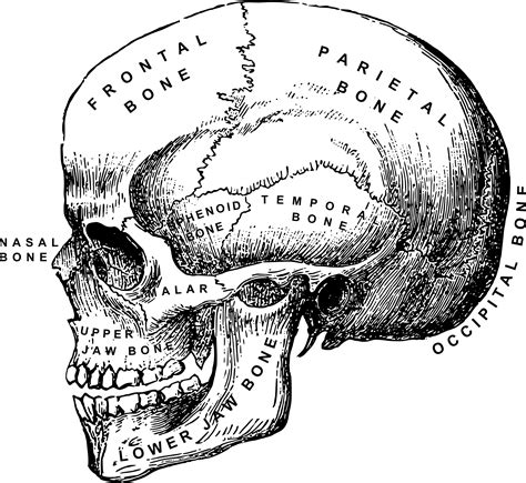 Human Skeleton Skull Png Clipart Anatomy Black And White Bone | Images ...