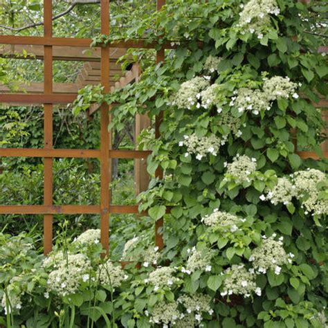 Climbing Hydrangea (Hydrangea petiolaris) - myGarden.com