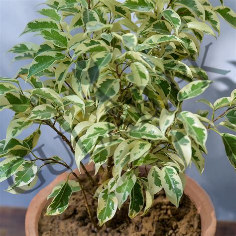 Ficus Variegated | Shrubs plants | Online plant nursery | Gulab.pk