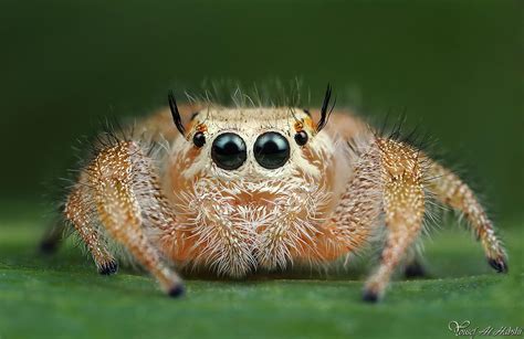 The World’s Cutest Spiders | PinkBananaMilk