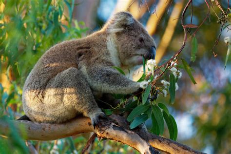 40+ Angry Koala Photos Stock Photos, Pictures & Royalty-Free Images ...