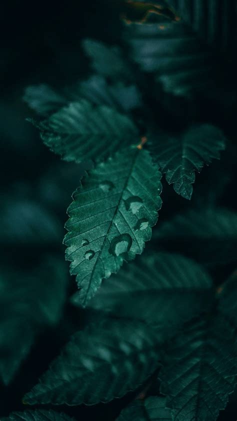 Nature Dark Green Aesthetic Wallpapers - Wallpaper Cave