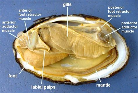 Mollusc Anatomy | Clams, Dissection, Culinary lessons