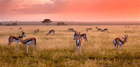 A short guide to the Central Kalahari Game Reserve | Discover Africa ...