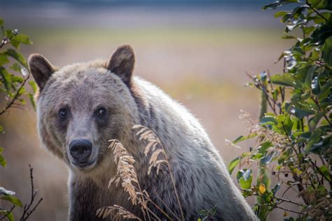 Grizzly bear in Glacier National Park, Montana [OC] [x-post from r/pics ...