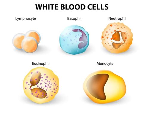 Importance of White Blood Cells