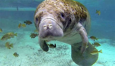 Florida manatee