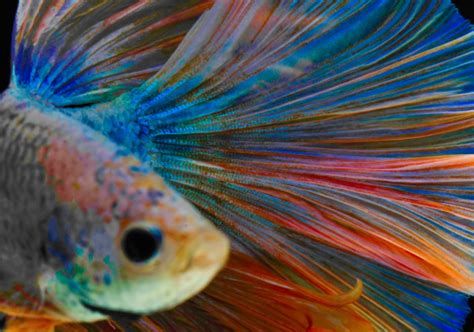 Betta Fish Colors & Patterns: Common (& Rare) Ones Revealed