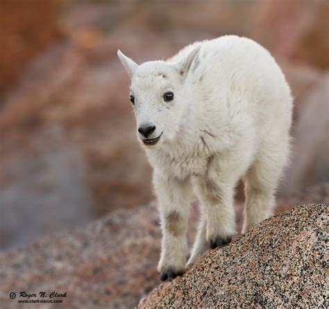 ClarkVision Photograph - Smiling Baby Mountain Goat #0475