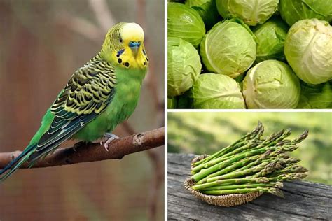 9 Vegetables That Budgies Can Eat - Bird Feeder Hub