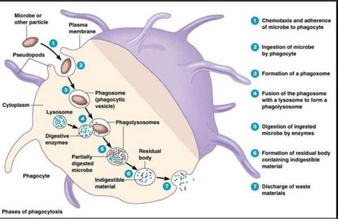 What happens to the remains of phagocytosis or any other unwanted ...