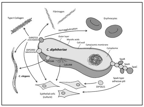 Adhesion properties of toxigenic corynebacteria