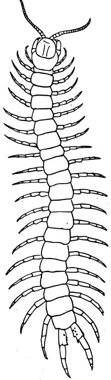 Centipedes clipart 20 free Cliparts | Download images on Clipground 2024