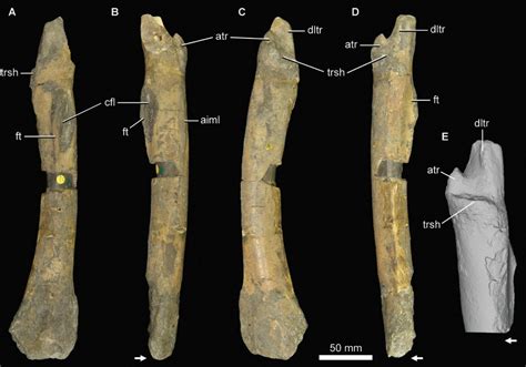 New Revision Paper on Jurassic Theropod, Sarcosaurus - Fossil News ...