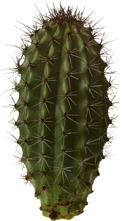 Cactus Png Transparent - PNG Image Collection