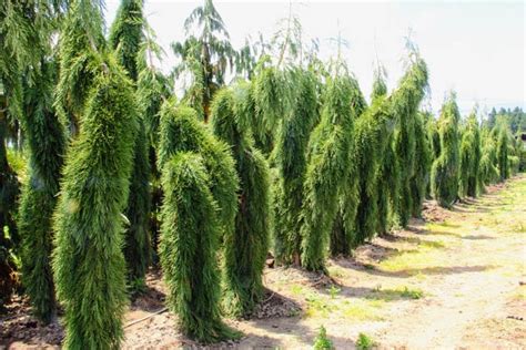 Shop For Sequoiadendron giganteum 'Pendulum' Giant Sequoia