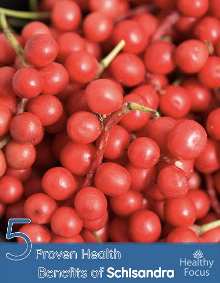 5 Proven Health Benefits of Schisandra - Healthy Focus