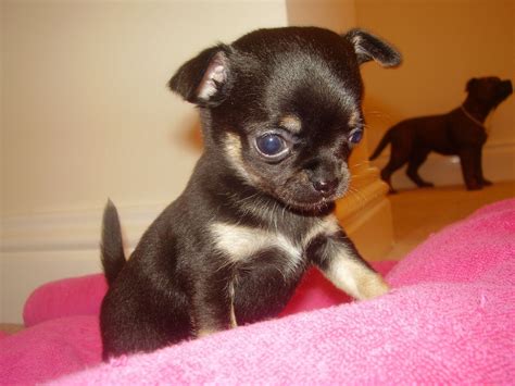 Chihuahua puppies for sale | Pets4Homes | Chihuahua puppies, Teacup ...