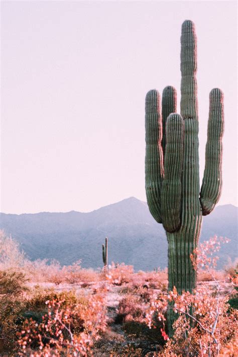 How Long Can a Cactus Live Without Water? | Succulents Network