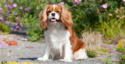 Cavalier King Charles Spaniel Cavalier King characteristic, appearance ...