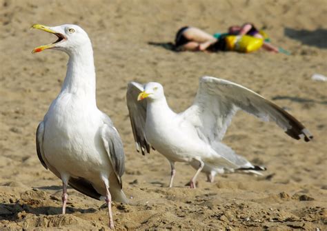 Angry Seagull, free photo file, #1363885 - FreeImages.com