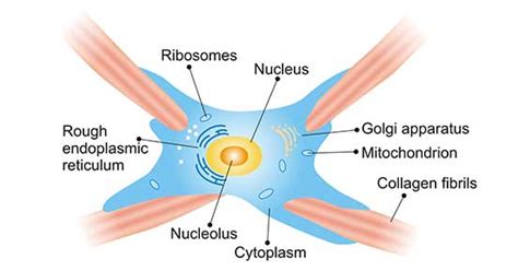 Fibroblast Cell Structure