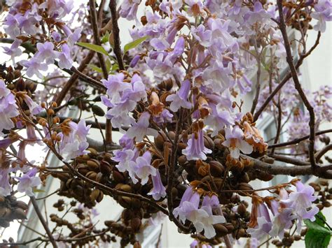 400 Empress Tree Seeds - Paulownia tomentosa seeds - Bonsai Tree - Fast ...