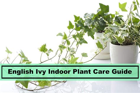 English Ivy Plant: Tips to Remember for Indoor Houseplant Care - Plants ...