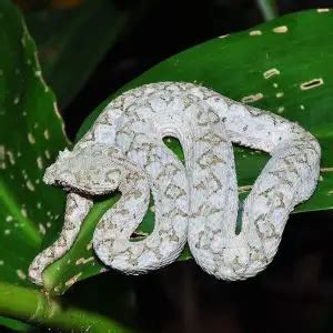 Eyelash Viper - Facts, Diet, Habitat & Pictures on Animalia.bio