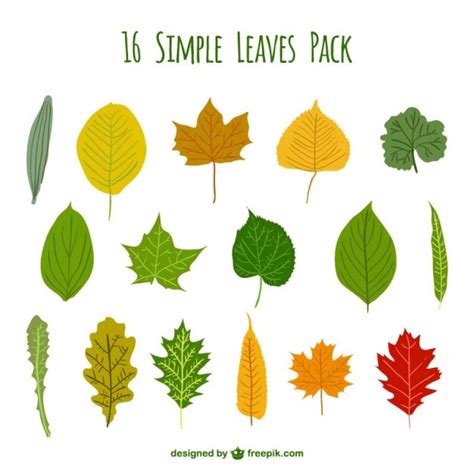 Premium Vector | Simple leaves pack