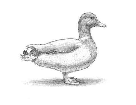 Duck Anatomy Quiz - By Grey_Wolf_716