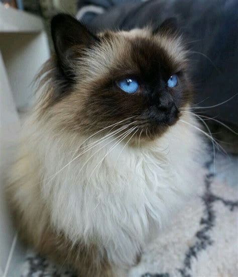 Birman Cat Blue Eyes | Smukke katte, Katte