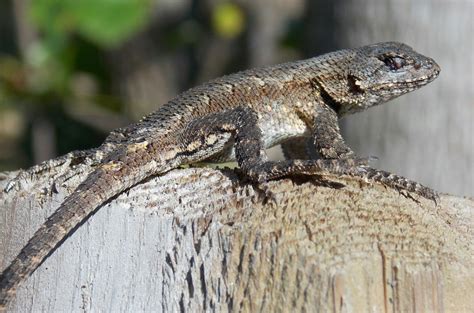 Male Eastern Fence Lizard - Photo by Alan Wiltsie | Reptiles and ...