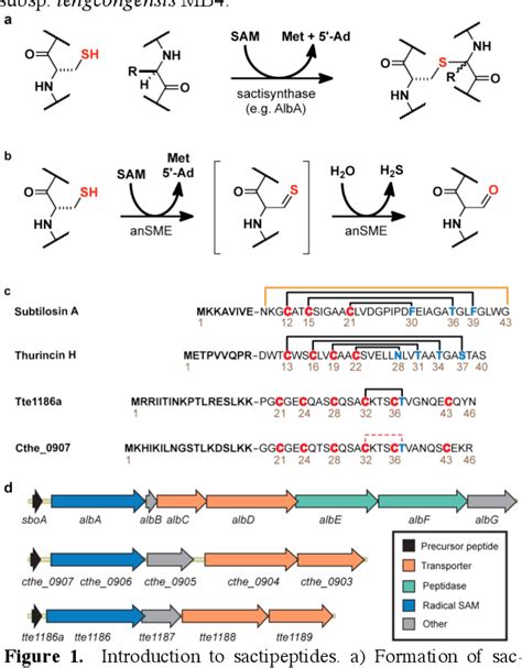 Figure 1 from Structural Insights into Thioether Bond Formation in the ...