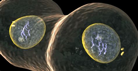 Mitosis Animation