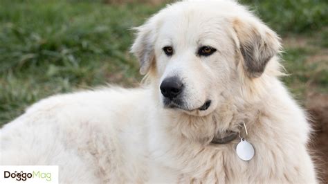 Give these shock collars a try with your Great Pyrenees For better ...