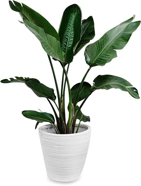 Indoors Tropical Plant Png,png download, transparent png image ...