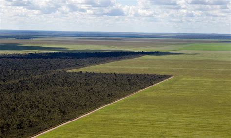 Saving the Cerrado, Brazil’s vital savanna | Stories | WWF