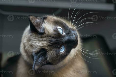 A Siamese or Thai cat with blue eyes is photographed from above ...