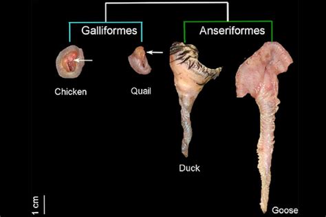 How Chickens Lost Their Penises (And Ducks Kept Theirs)